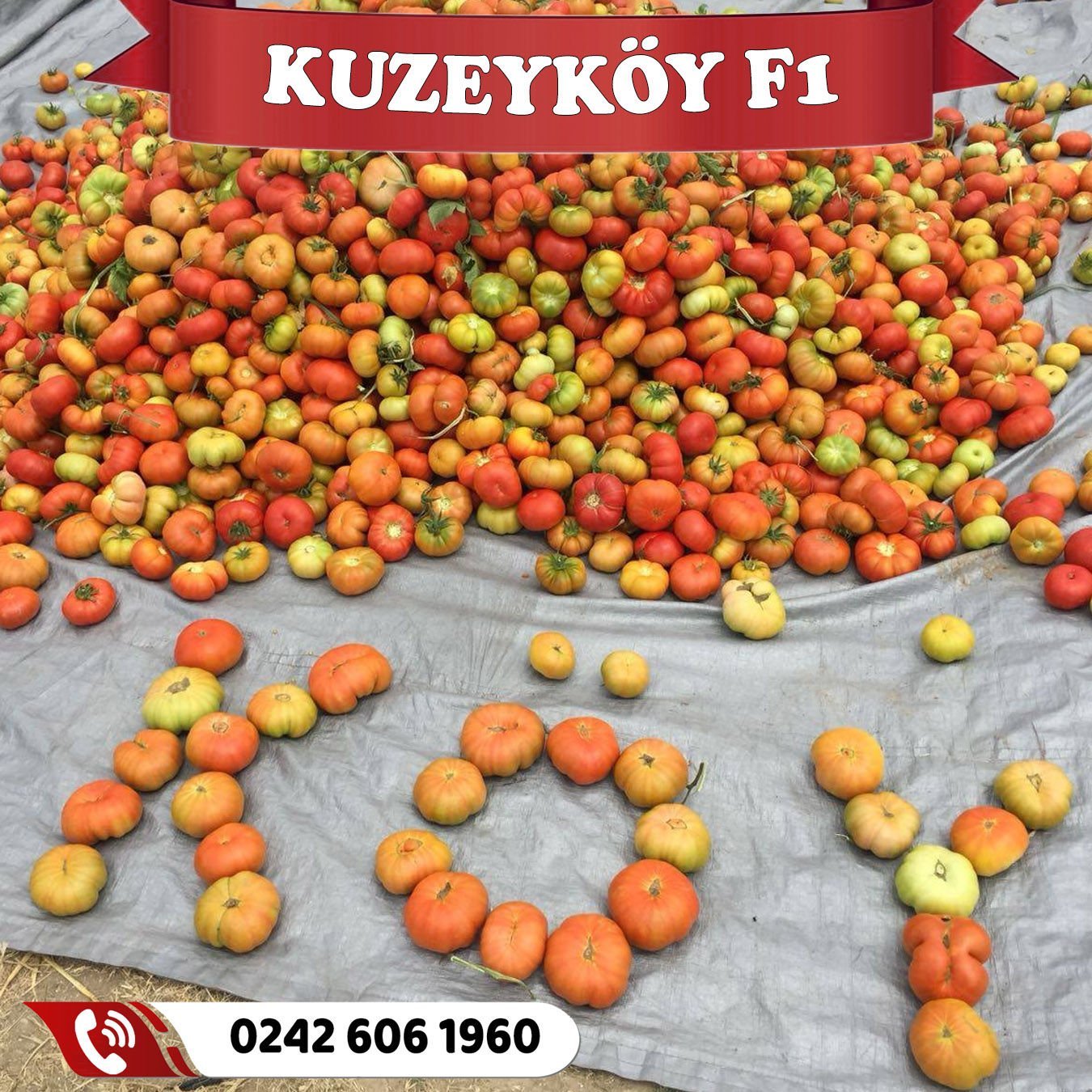 Kuzeyköy F1 - Köy Domatesi Fidesi 384 Fideli Viyol
