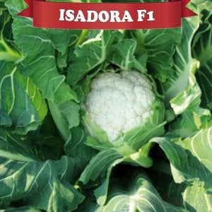 Isadora F1 Karnabahar Fidesi