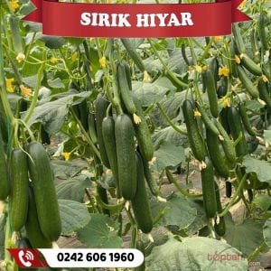 Hibrit Sırık Hıyar Fidesi