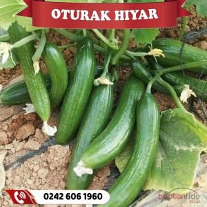 Hibrit Oturak Hıyar Fidesi