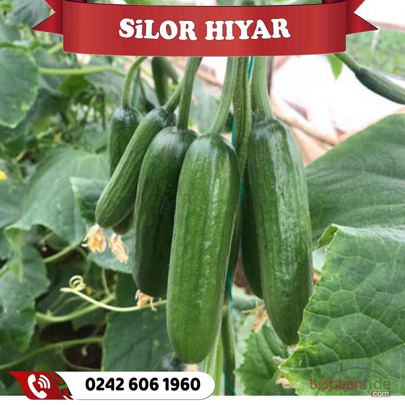 Silor Hıyar Fidesi