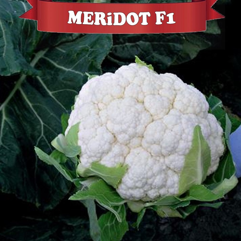 Meridot F1 Karnabahar Fidesi