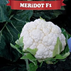 Meridot F1 Karnabahar Fidesi