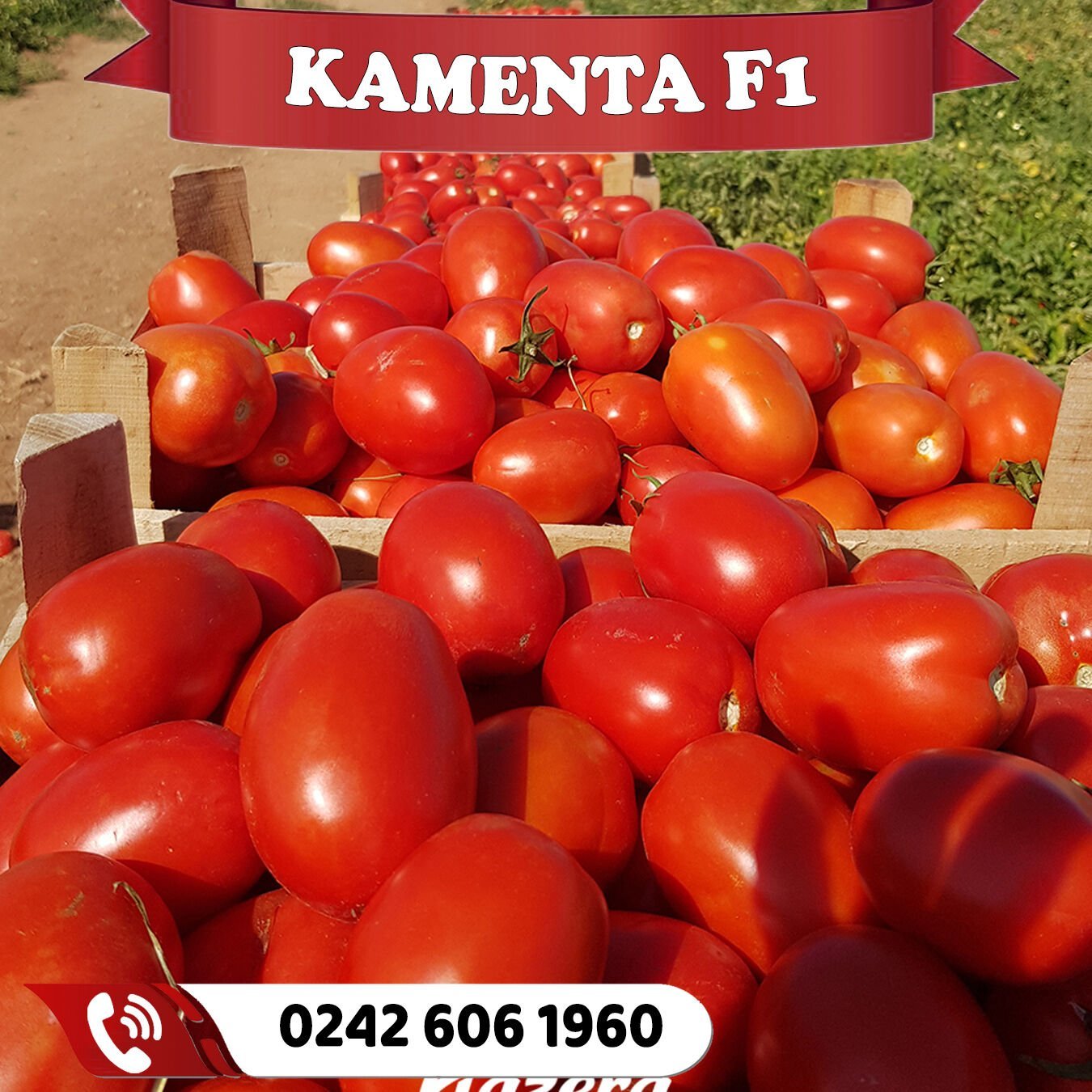 Kamenta F1 Salçalık Domates Fidesi