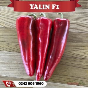 Yalın F1 - Kapya Biber Fidesi 384 Fideli Viyol