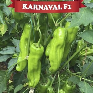 Karnaval F1 Üçburun Biber Fidesi