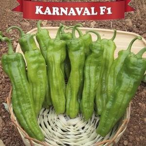 Karnaval F1 Üçburun Biber Fidesi