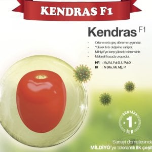 Kendras F1 Salçalık Domates Fidesi