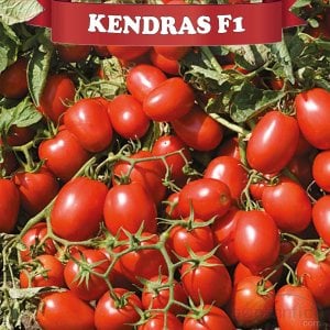 Kendras F1 Salçalık Domates Fidesi