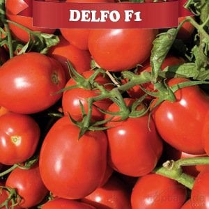 Delfo F1 Salçalık Domates Fidesi