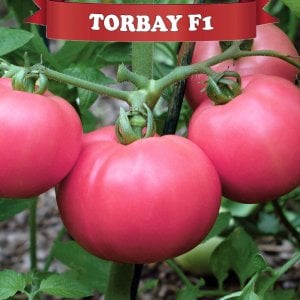 Torbay F1 Oturak Pembe Domates Fidesi