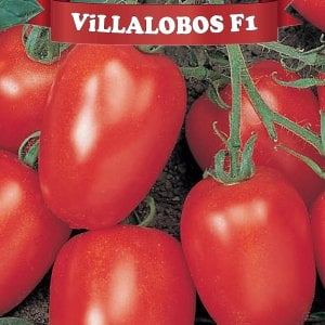 Villalobos F1 Oturak Domates Fidesi