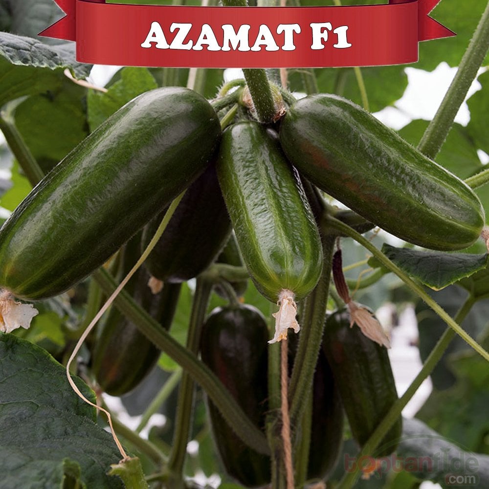 Azamat F1 Çengelköy Tipi Hıyar Fidesi
