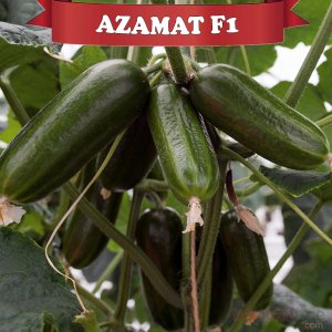 Azamat F1 Çengelköy Tipi Hıyar Fidesi