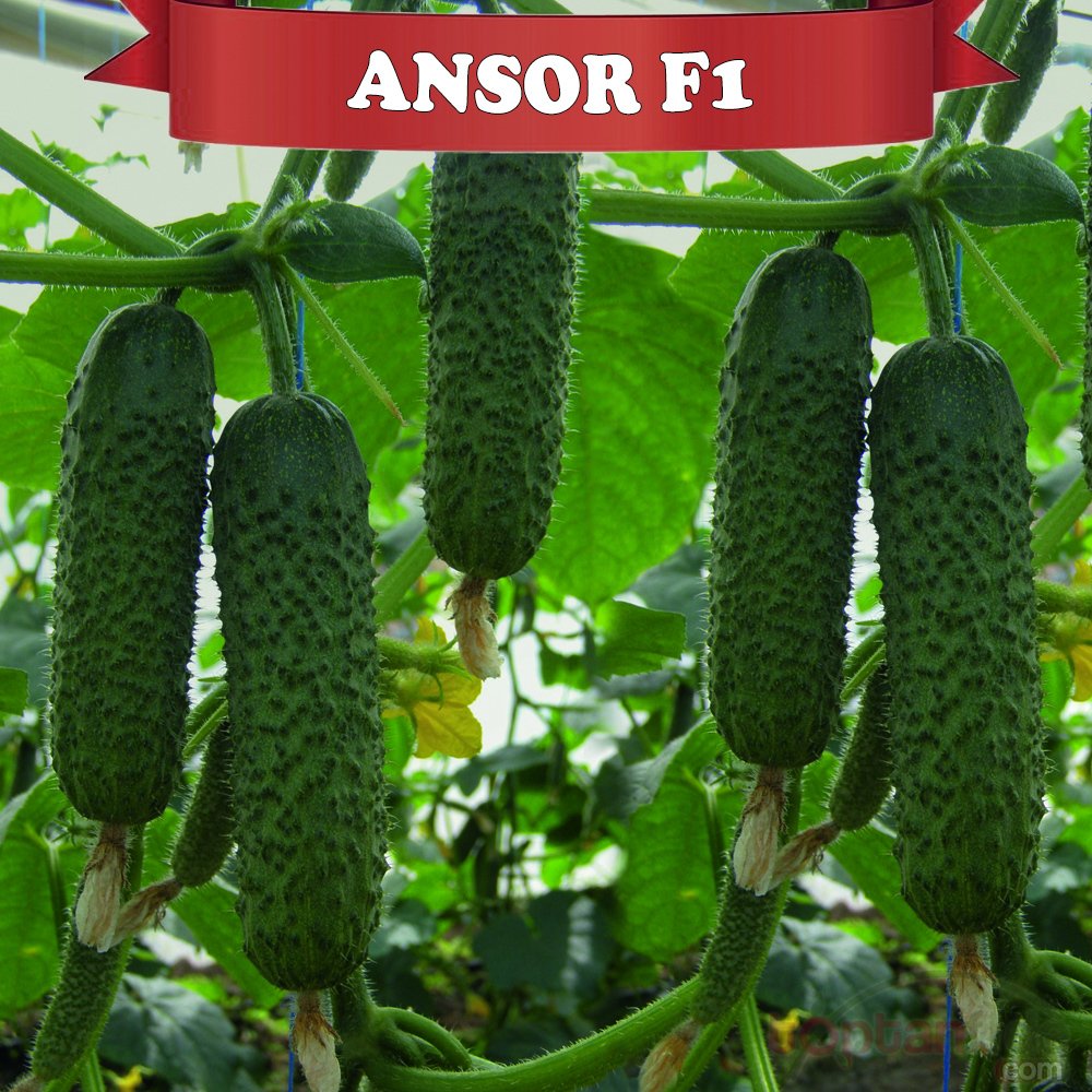Ansor F1 Dikenli Hıyar Fidesi