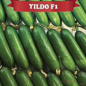Yıldo F1 Hıyar Fidesi