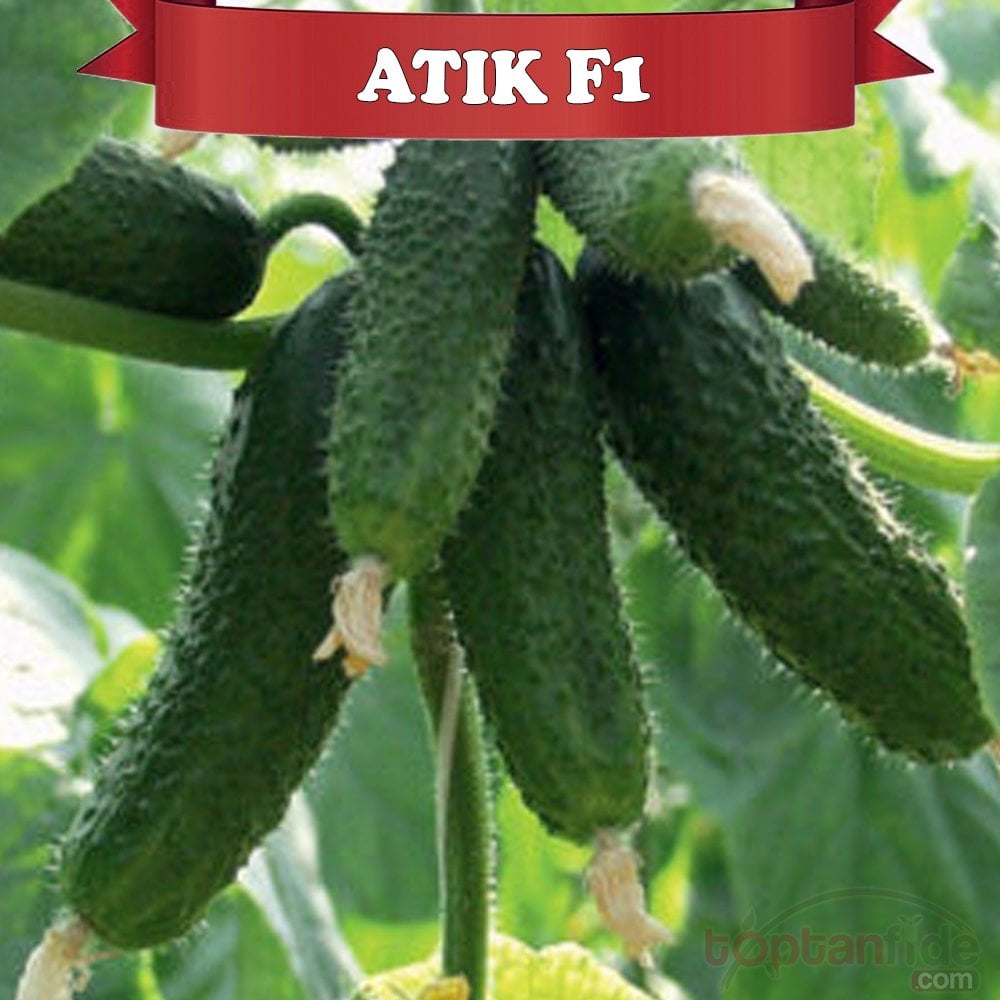 Atık F1 Dikenli Hıyar Fidesi