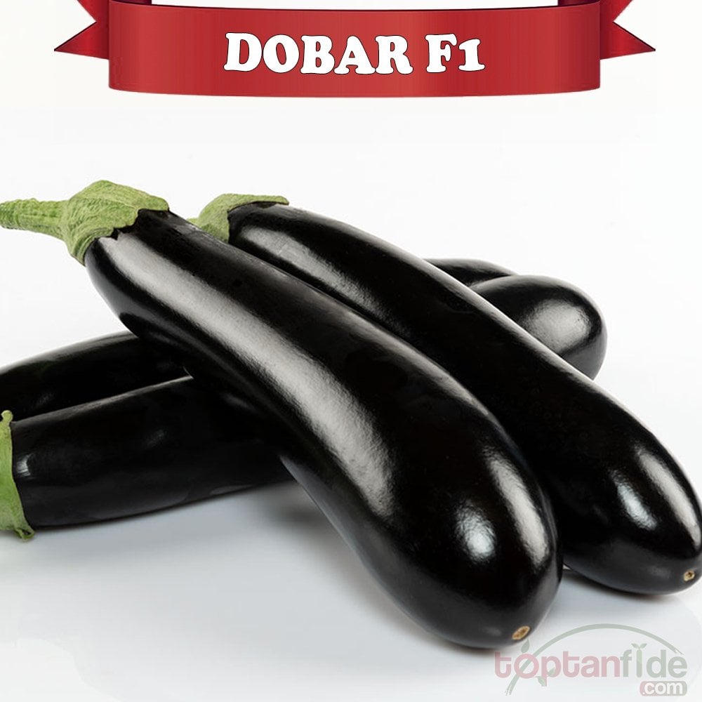 Dobar F1 Siyah Patlıcan Fidesi