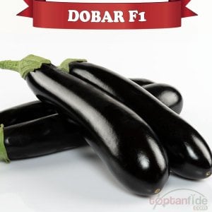 Dobar F1 Siyah Patlıcan Fidesi