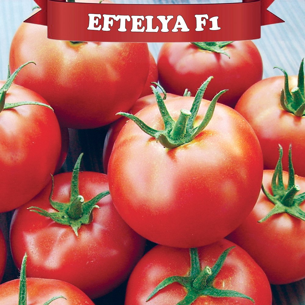 Eftelya F1 Sırık Domates Fidesi