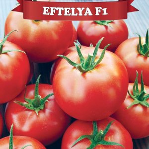 Eftelya F1 Sırık Domates Fidesi