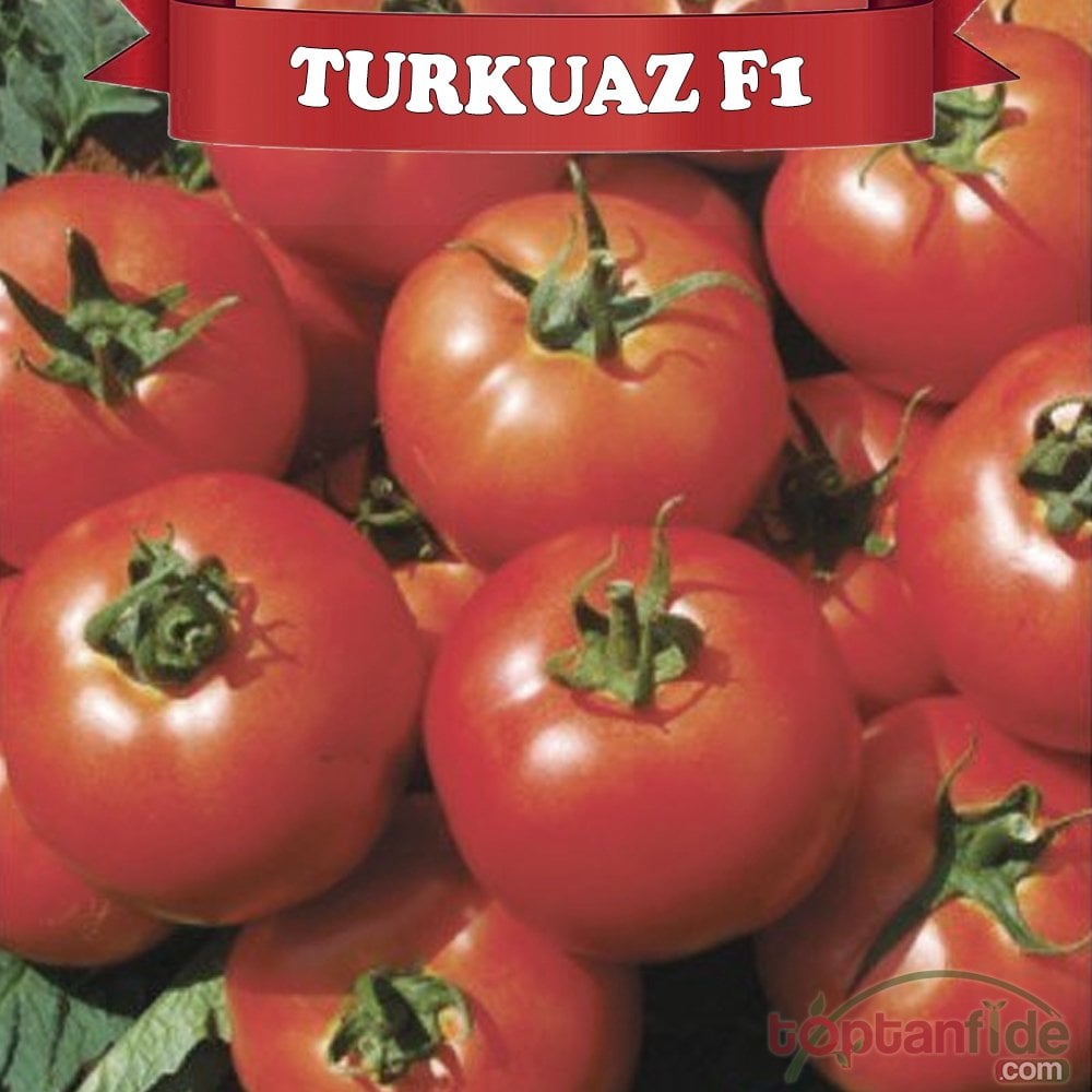 Turkuaz F1 Sırık Domates Fidesi
