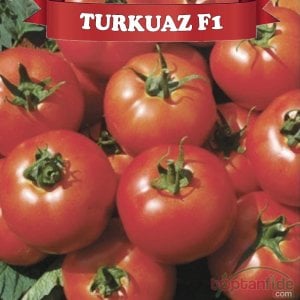 Turkuaz F1 Sırık Domates Fidesi