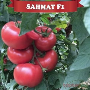 Şahmat F1 Sırık Domates Fidesi