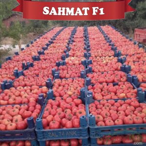 Şahmat F1 Sırık Domates Fidesi