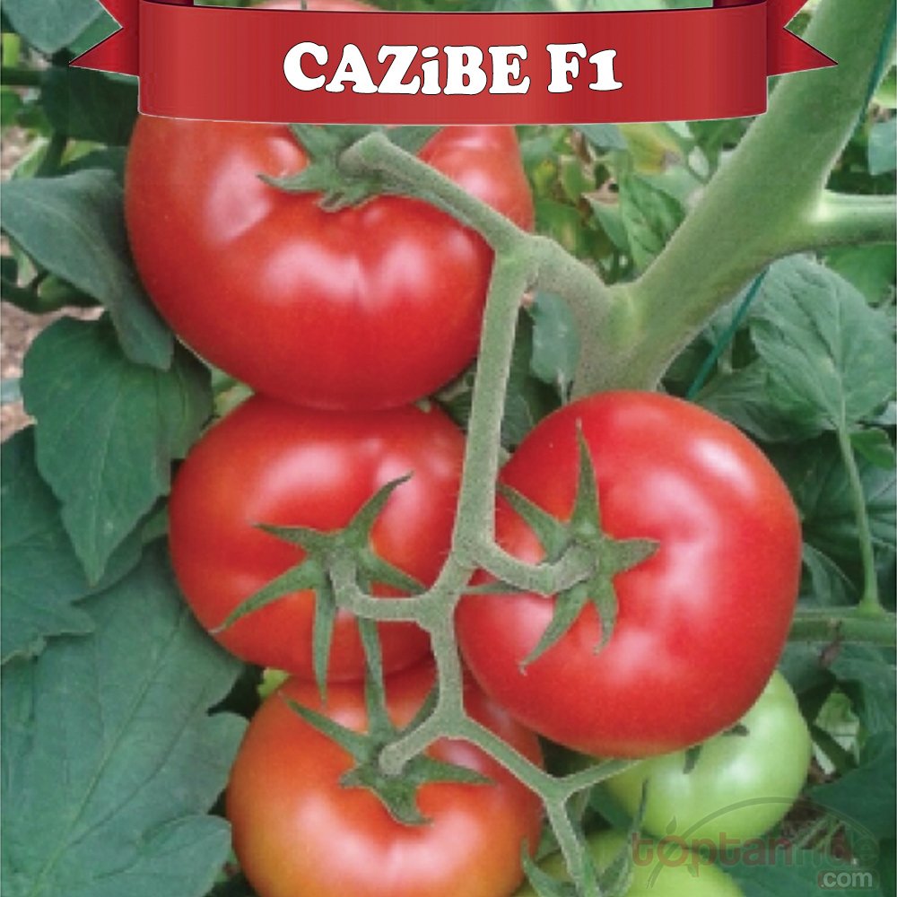 Cazibe F1 Sırık Domates Fidesi