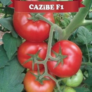 Cazibe F1 Sırık Domates Fidesi