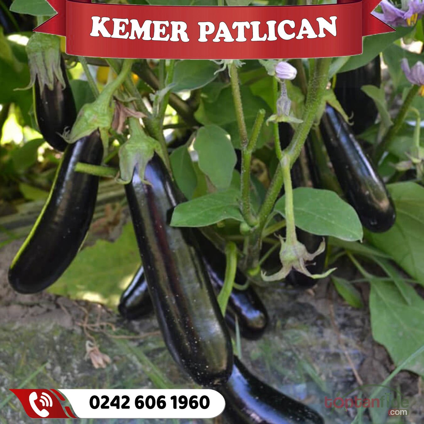 Hibrit Kemer Patlıcan Fidesi