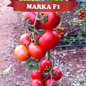 Marka F1 Domates Fidesi