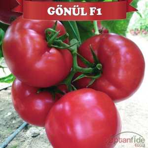 Gönül F1 Domates Fidesi