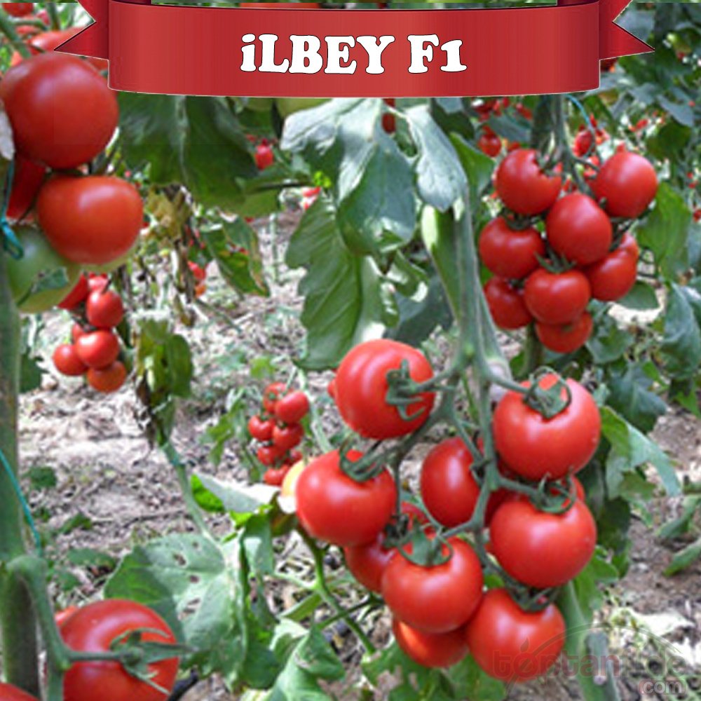 İlbey F1 Domates Fidesi