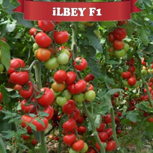 İlbey F1 Domates Fidesi