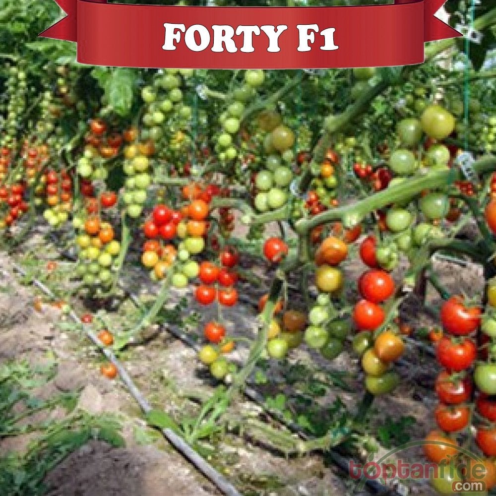 Forty F1 Domates Fidesi