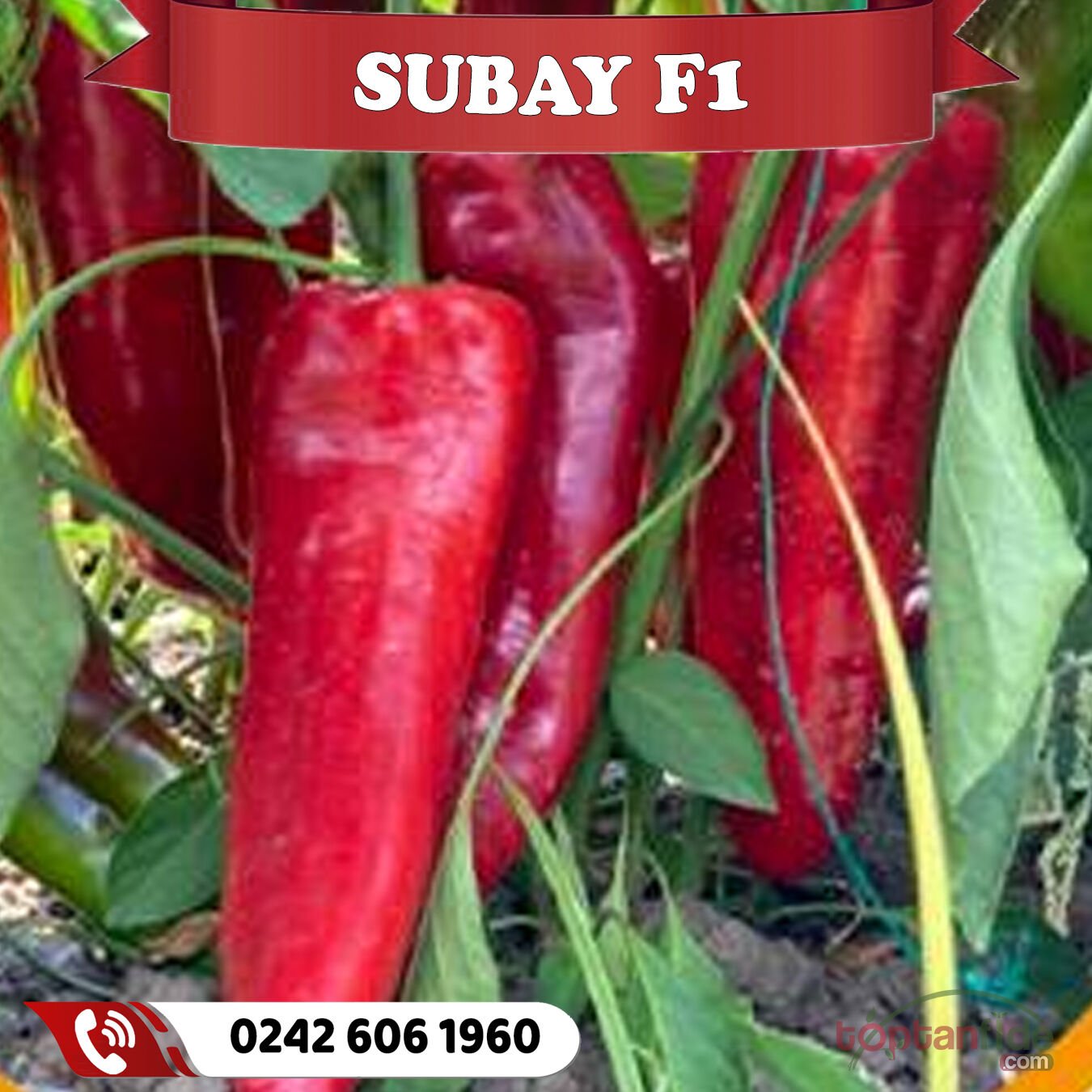 Subay F1 Kapya Biber Fidesi