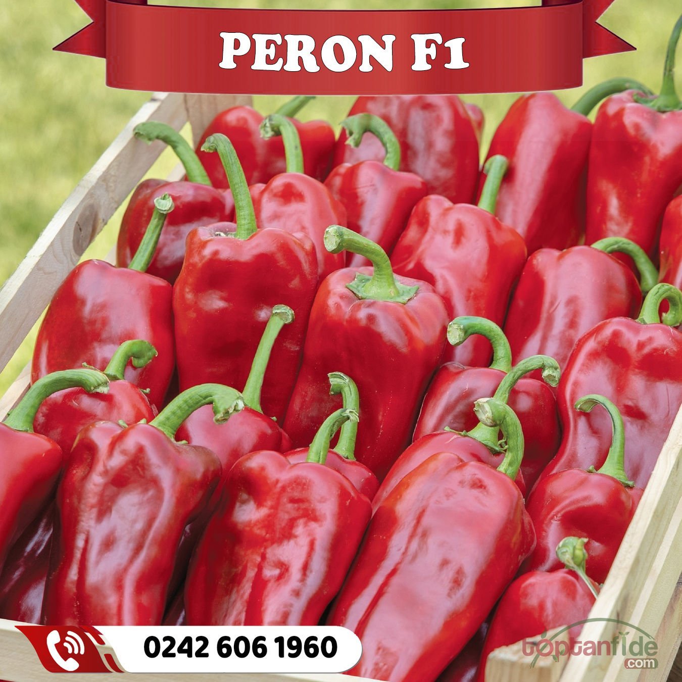 Peron F1 - Çok Erkenci Kapya Biber Fidesi