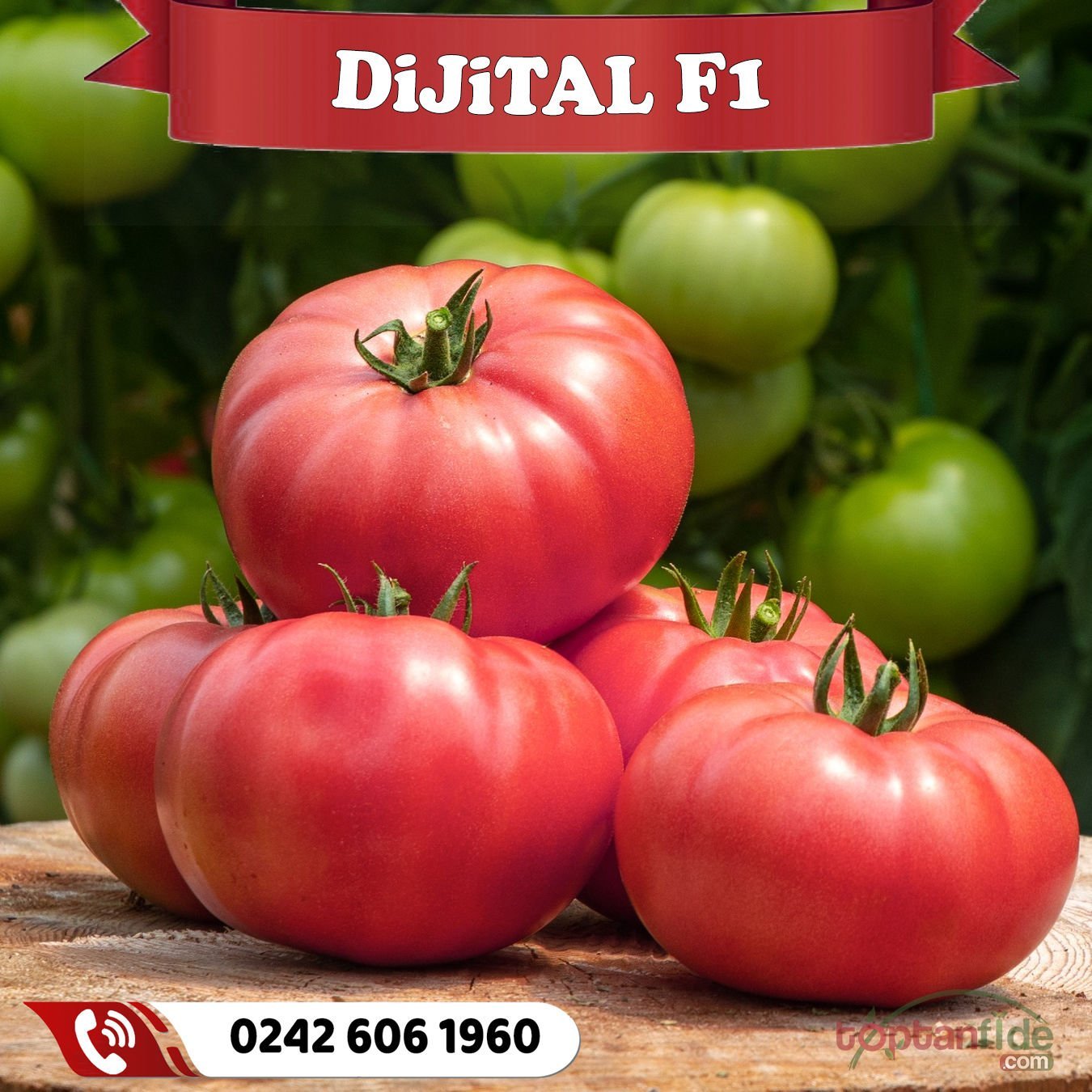 Dijital F1 Sırık Pembe Domates Fidesi