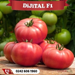 Dijital F1 Sırık Pembe Domates Fidesi