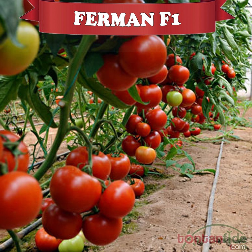 Ferman F1 Sırık Domates Fidesi