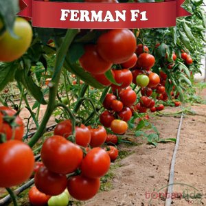 Ferman F1 Sırık Domates Fidesi