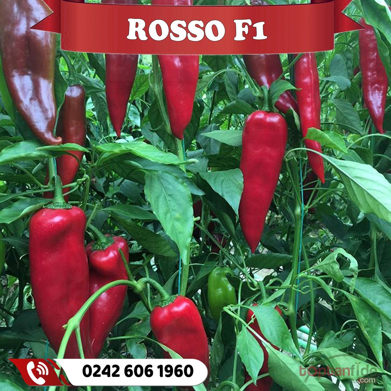 Rosso F1 Kapya Biber Fidesi