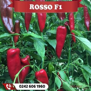 Rosso F1 Kapya Biber Fidesi