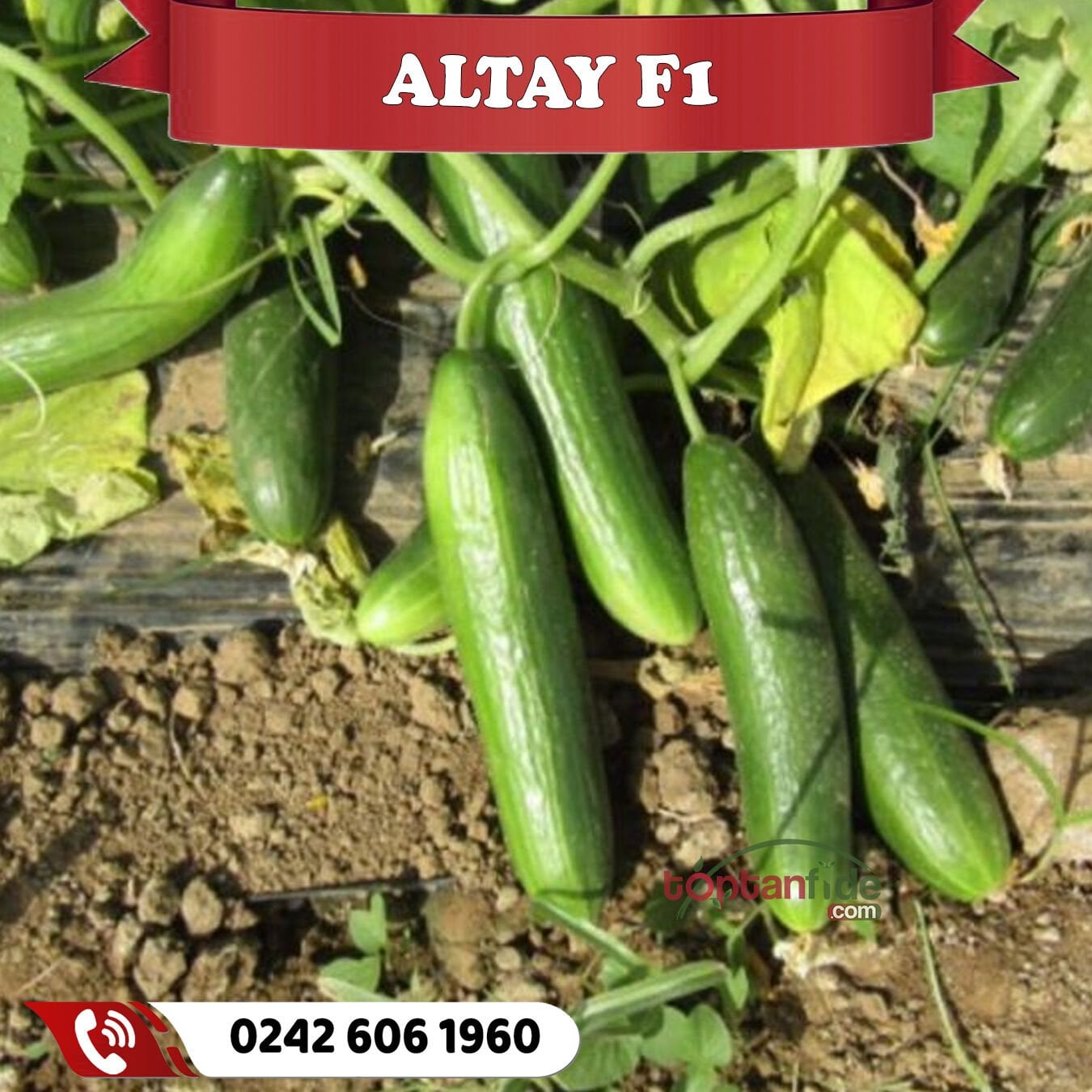 Altay F1 Oturak Hıyar Fidesi