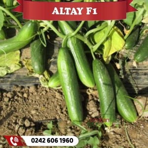 Altay F1 Oturak Hıyar Fidesi