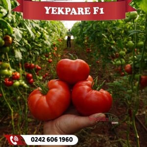 Yekpare F1 Sırık Domates Fidesi