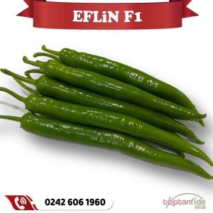 Eflin F1 Tatlı Sivri Biber Fidesi
