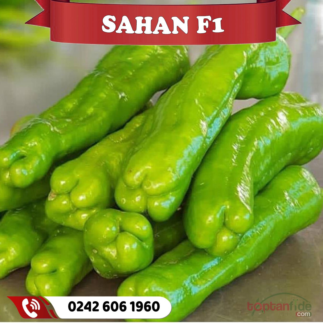 Şahan F1 Tatlı Köy Biberi Fidesi